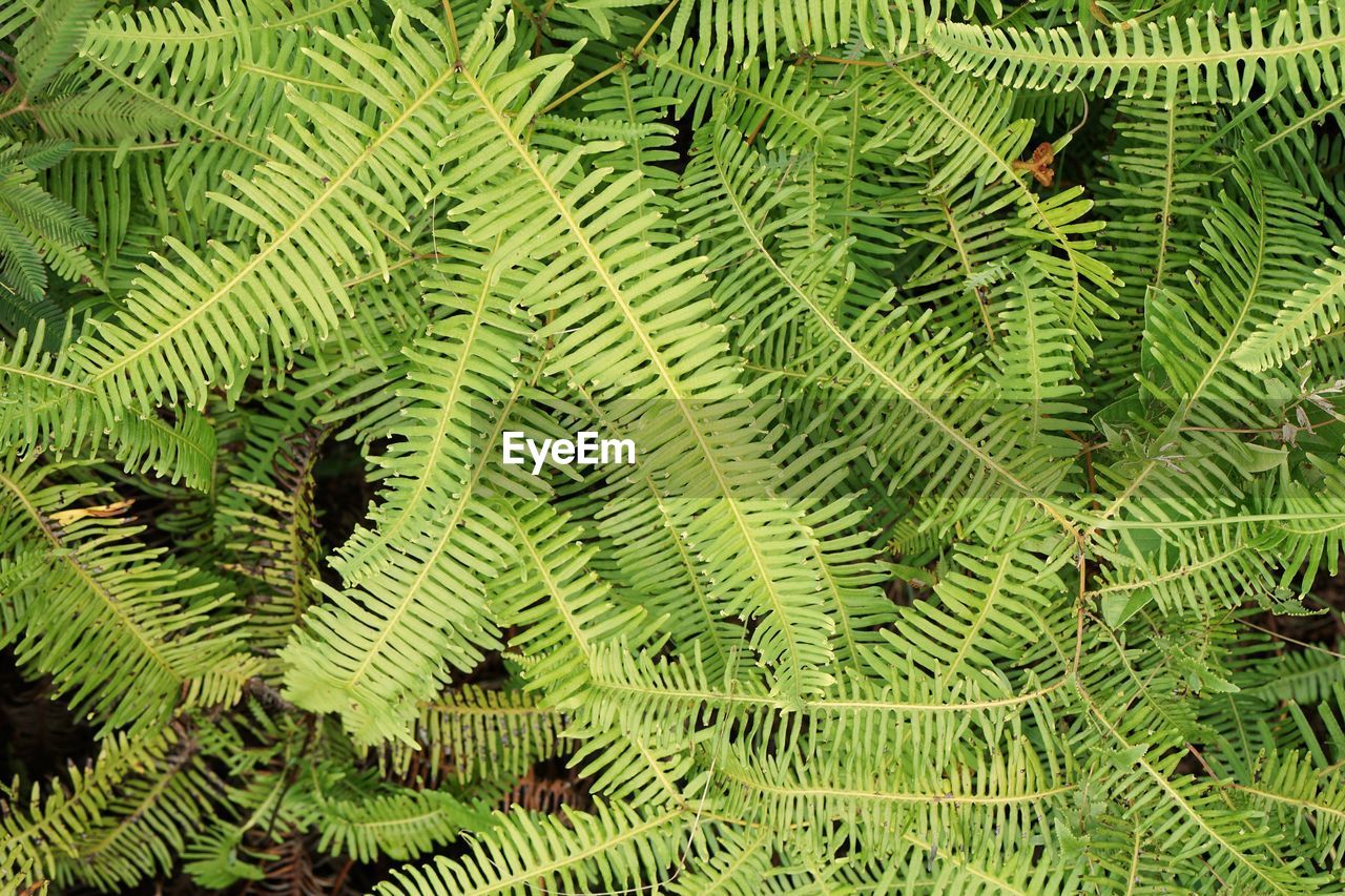 FULL FRAME SHOT OF GREEN LEAVES