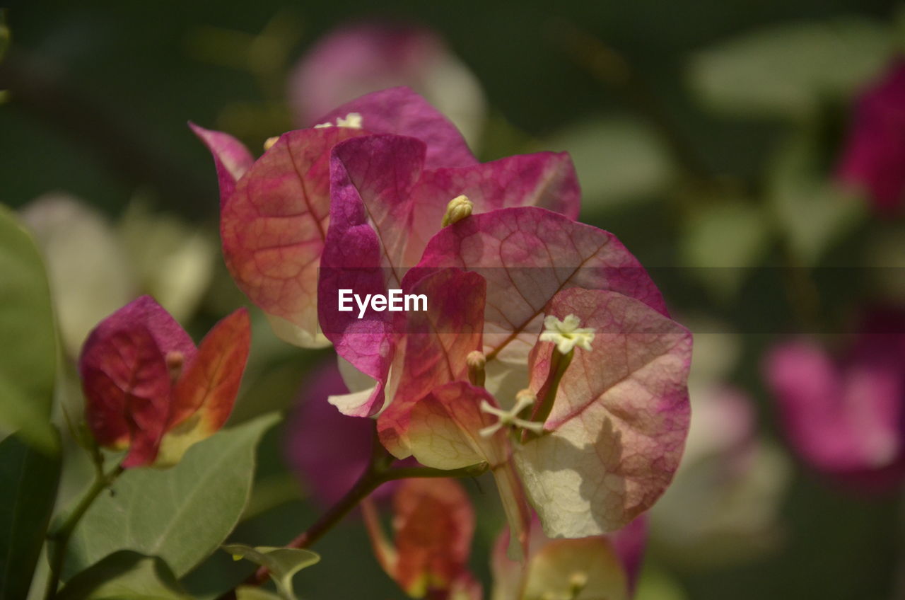 Close-up of pink bougainvillea plant