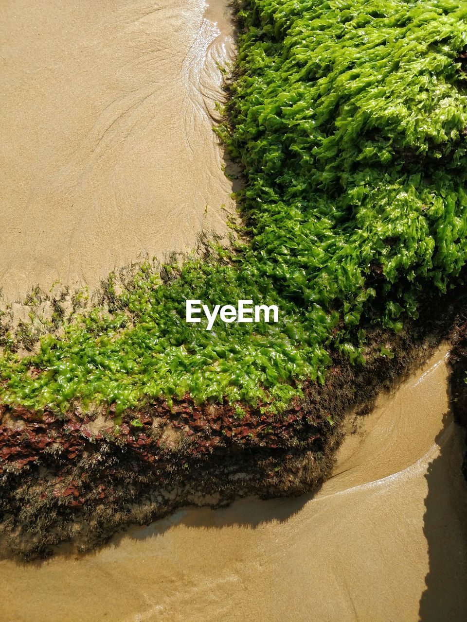 PLANTS GROWING IN SAND AT BEACH