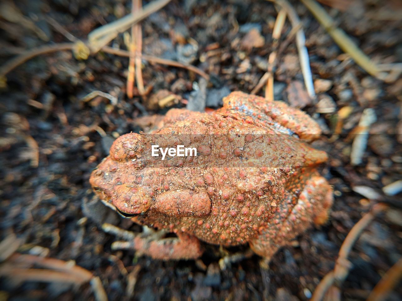 HIGH ANGLE VIEW OF MUSHROOMS ON FIELD