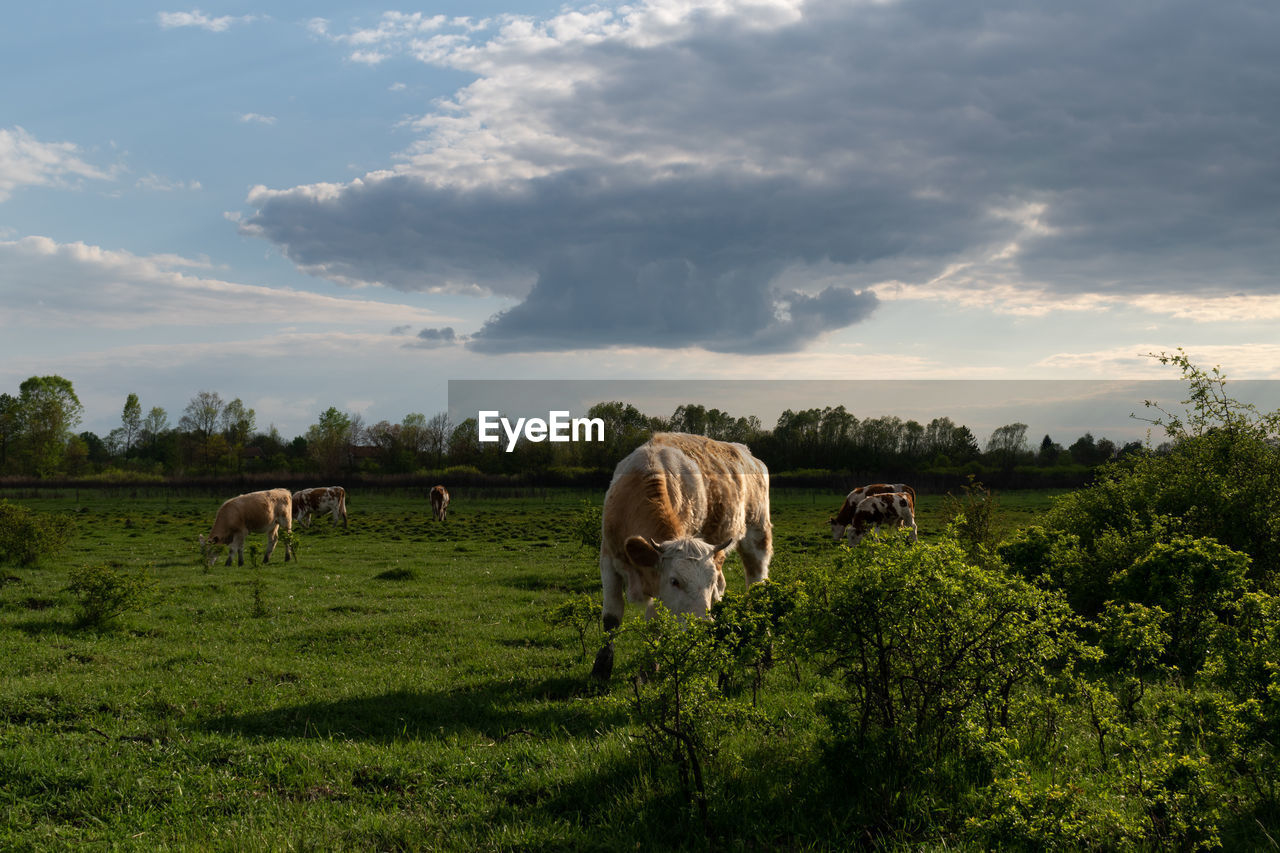 mammal, animal, animal themes, agriculture, plant, domestic animals, livestock, field, sky, landscape, pasture, rural area, land, environment, nature, cloud, group of animals, grass, rural scene, farm, meadow, pet, natural environment, cattle, grassland, animal wildlife, grazing, tree, food, no people, prairie, beauty in nature, green, outdoors, occupation, plain, domestic cattle, cow, growth, hill, scenics - nature, food and drink, wildlife, day