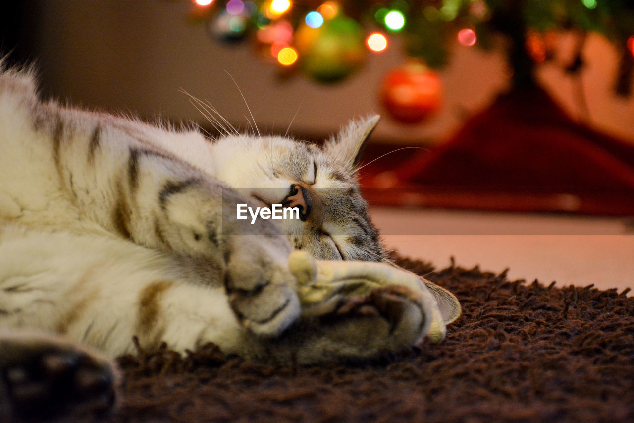 Close-up of cat sleeping on rug at home