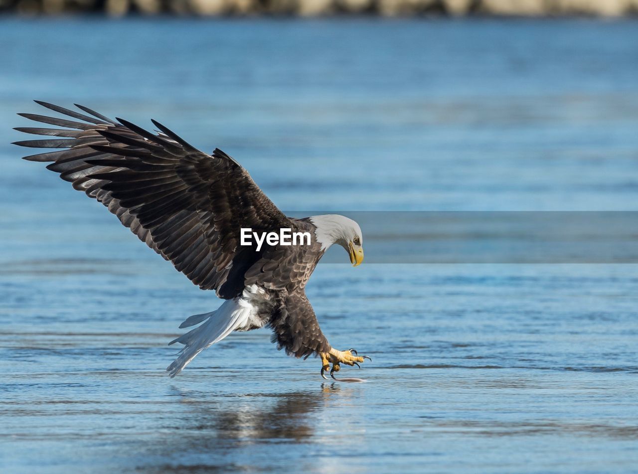 CLOSE-UP OF EAGLE FLYING AGAINST SEA