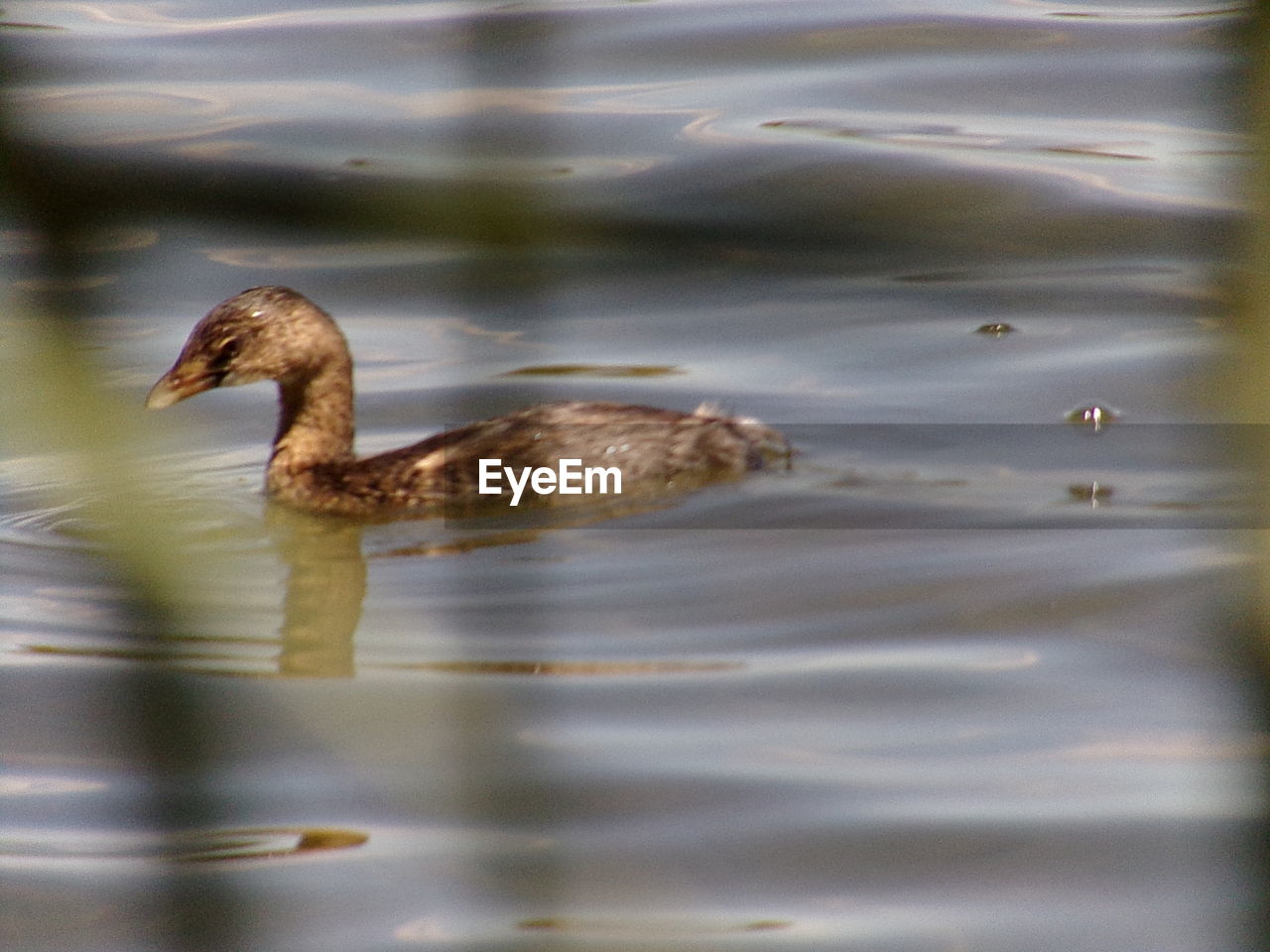 SIDE VIEW OF DUCK SWIMMING IN LAKE