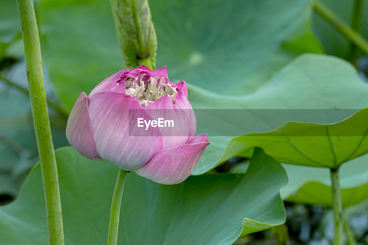 CLOSE-UP OF PINK WATER LILY IN LOTUS