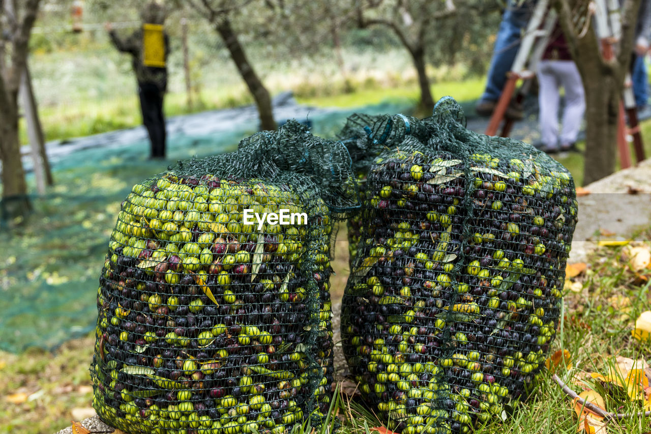 Olive harvest  freshly picked olives, ready for pressing