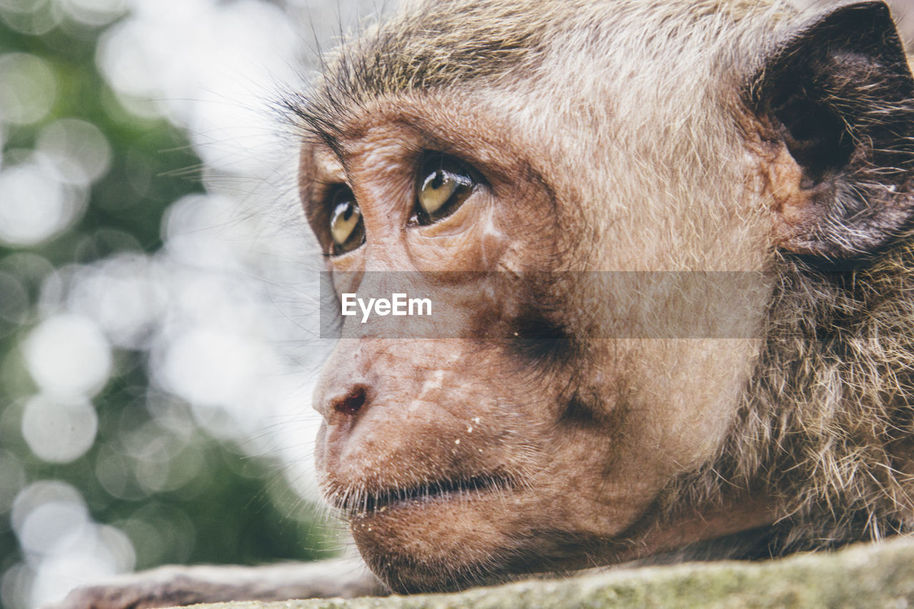 Close-up monkey on field