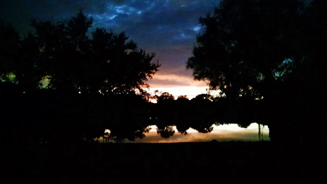 SILHOUETTE TREES AGAINST SKY AT NIGHT