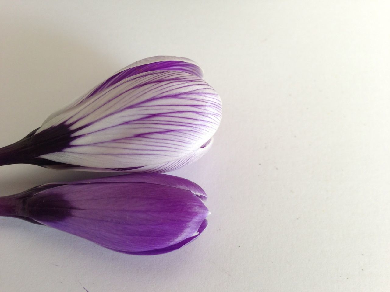 Close-up of flowers over white background