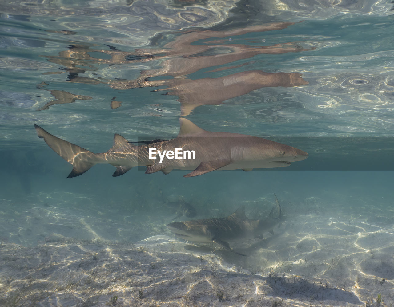 water, sea, animal wildlife, ocean, wildlife, animal, animal themes, swimming, underwater, nature, undersea, sea life, marine biology, group of animals, fish, marine, no people, outdoors, dolphin, beauty in nature, shark, day