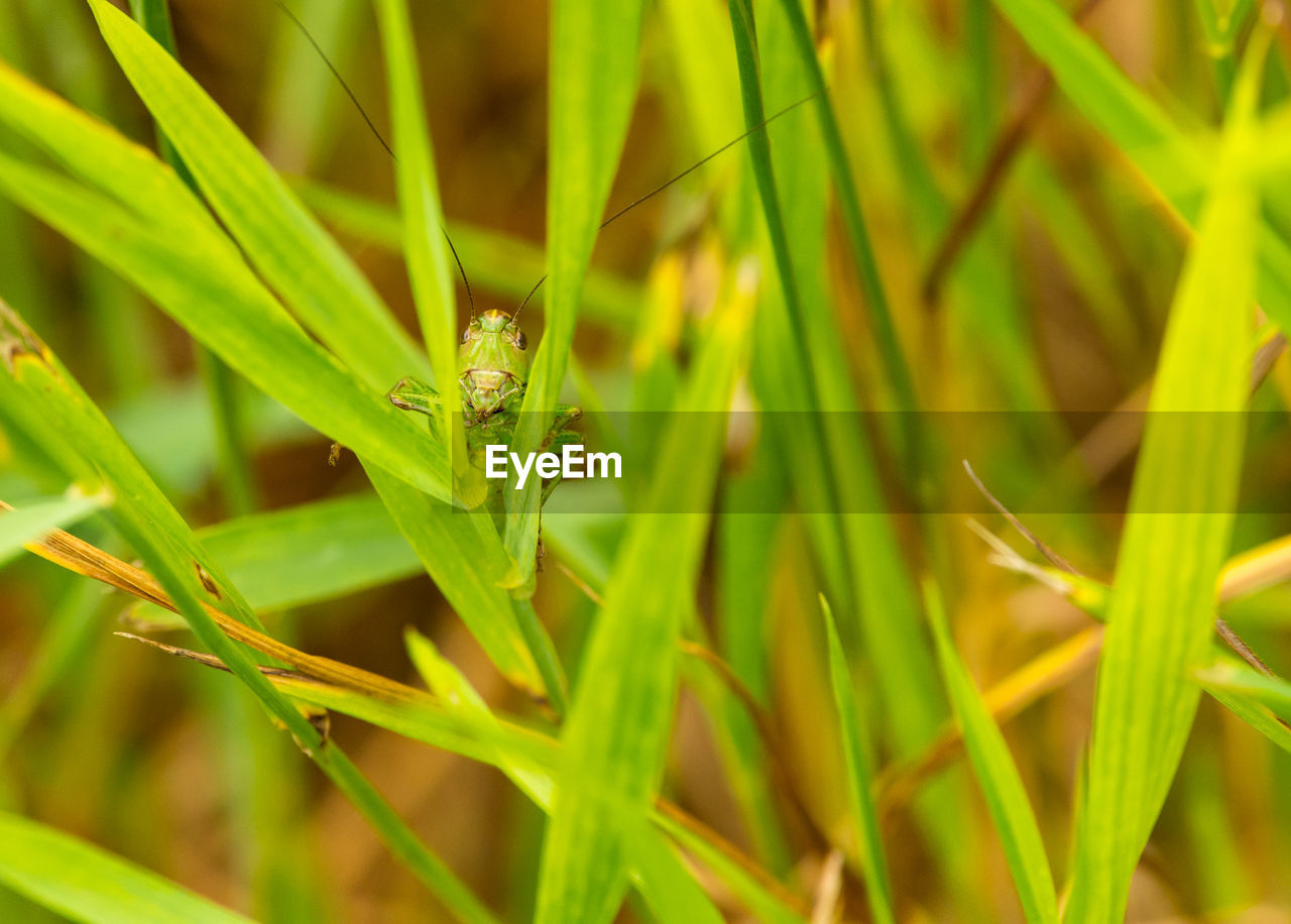 CLOSE-UP OF INSECT ON GREEN GRASS