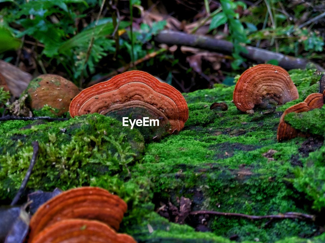 CLOSE-UP OF MUSHROOMS