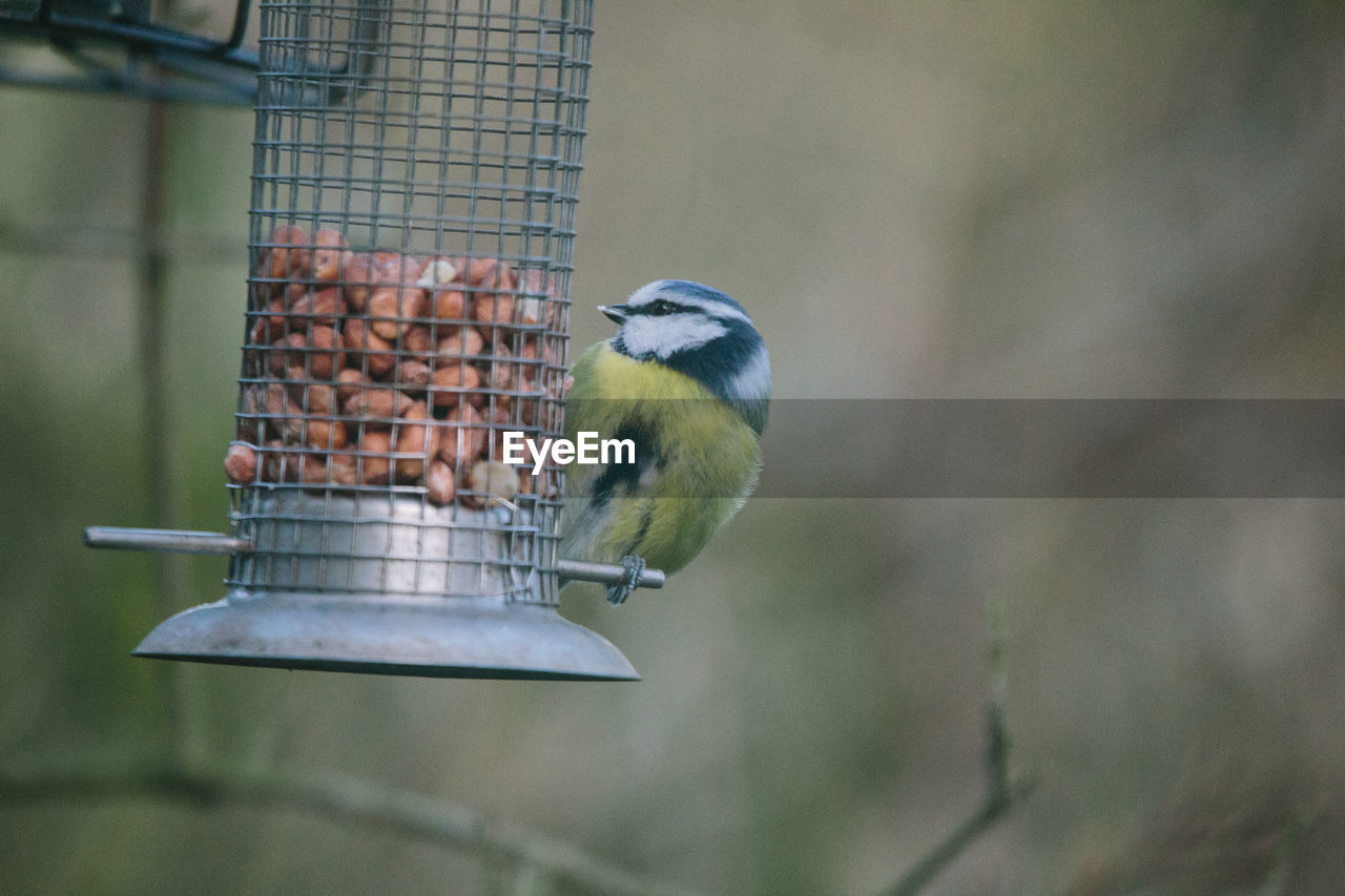 Close-up of bird perching on feeder