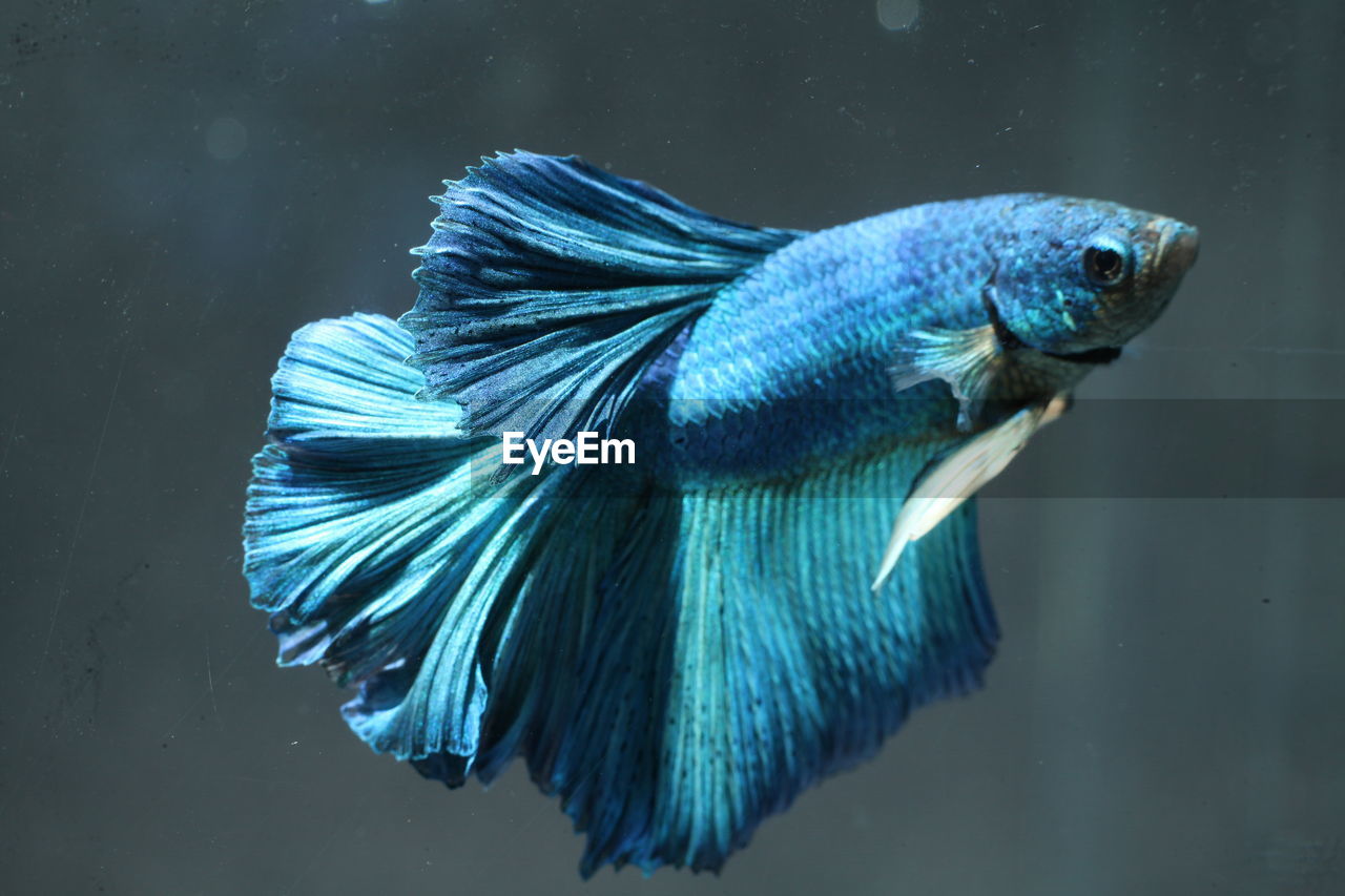 Close-up of blue siamese fighting fish swimming in aquarium