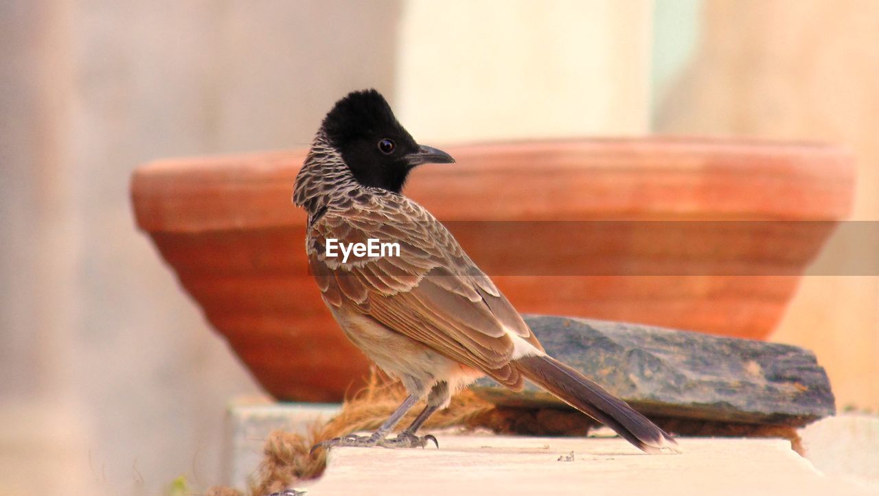 CLOSE-UP OF BIRD PERCHING ON WOODEN WALL