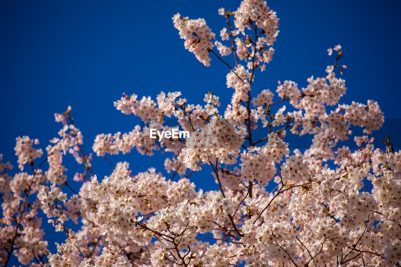 low angle view of cherry blossom against clear blue sky
