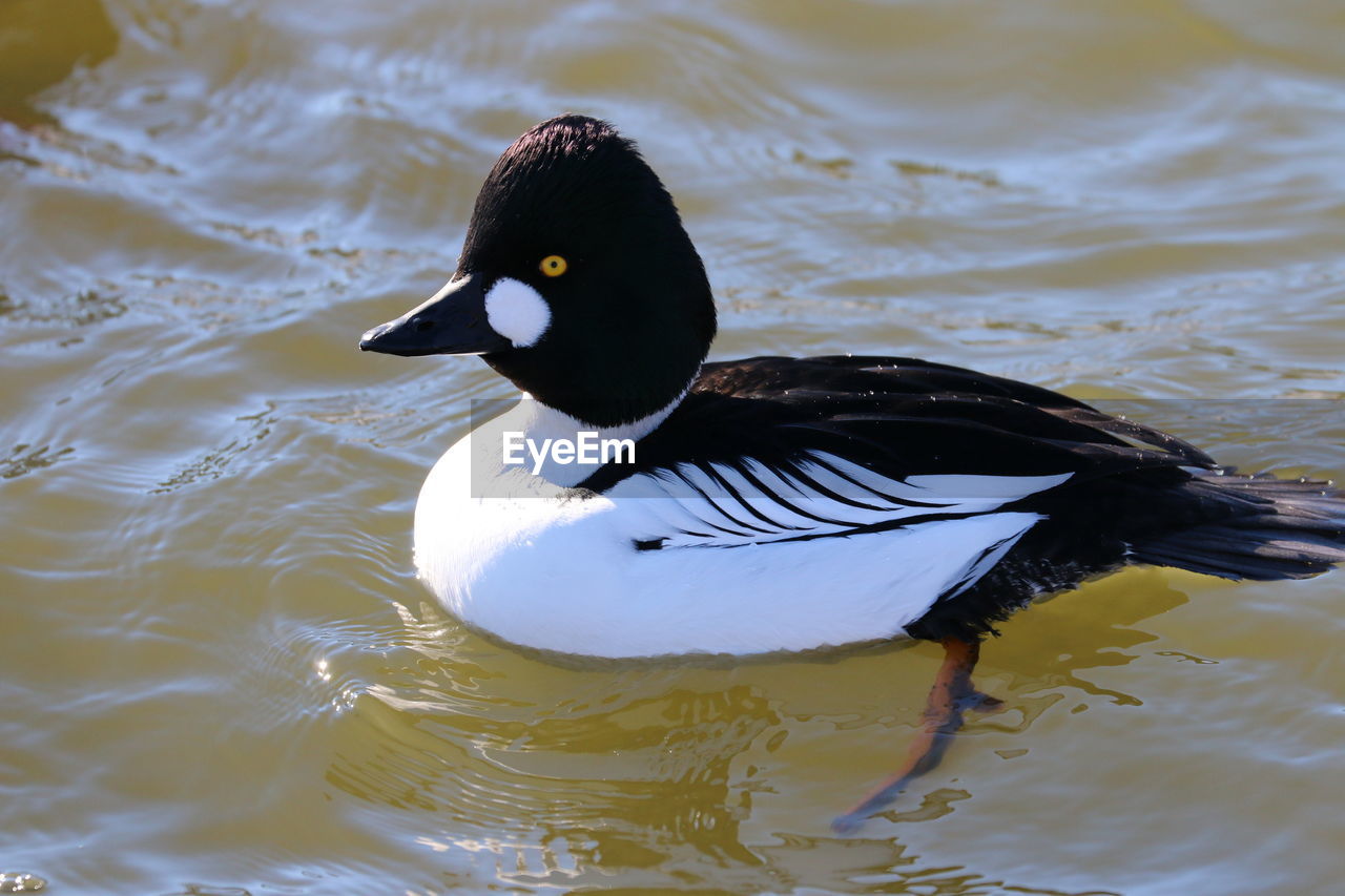 Close-up side view of a bird in water