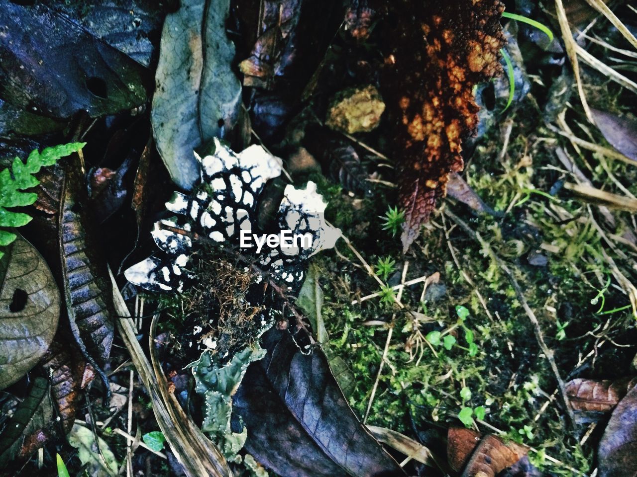 HIGH ANGLE VIEW OF WHITE FLOWERS IN POND