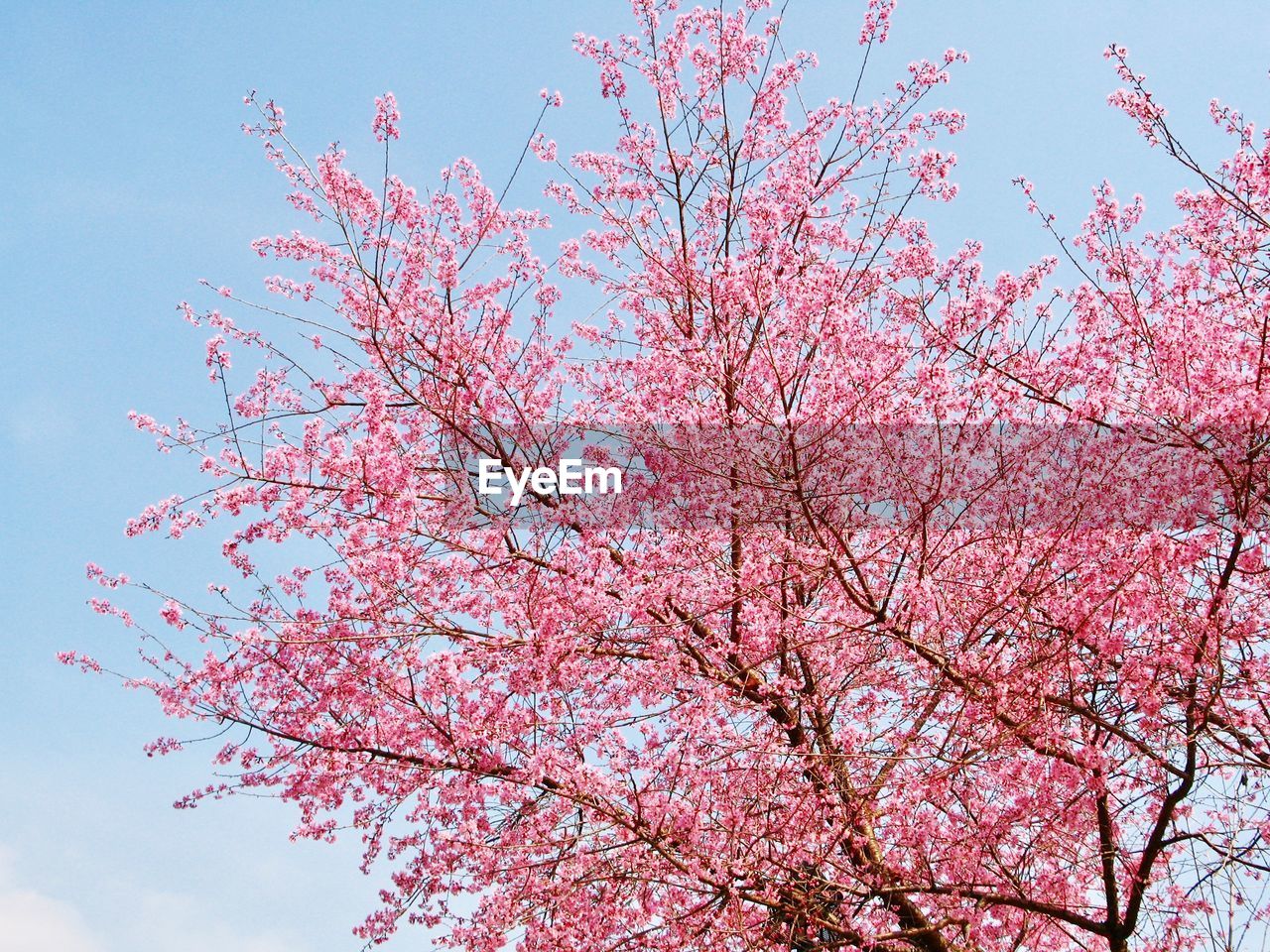 LOW ANGLE VIEW OF PINK CHERRY BLOSSOMS AGAINST SKY