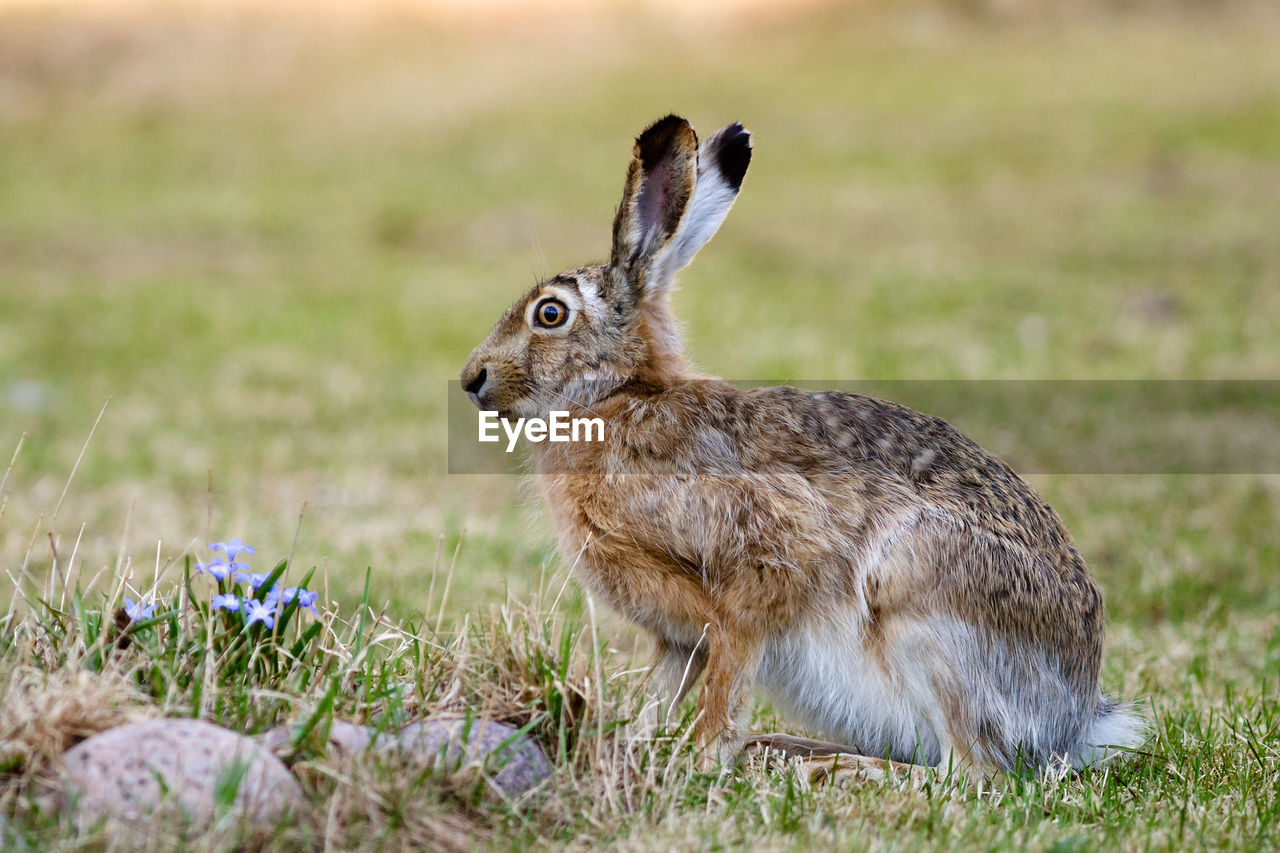Side view of hare sitting on grassy field