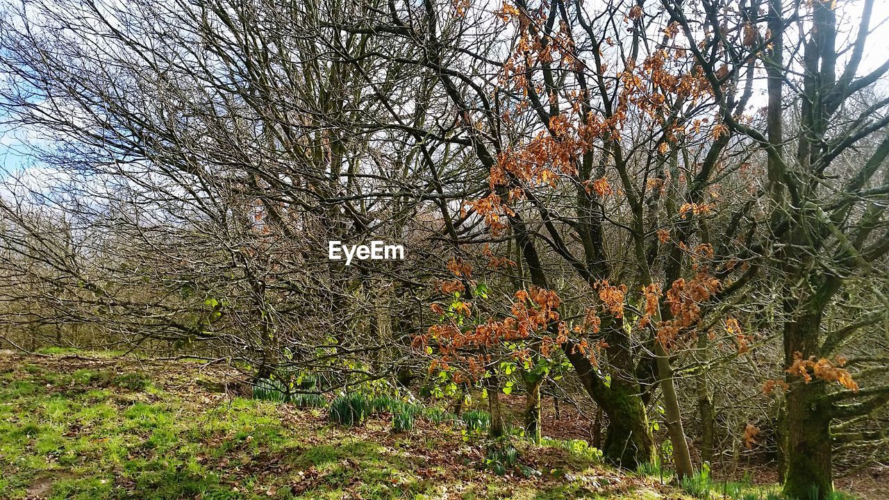 TREES GROWING IN PARK