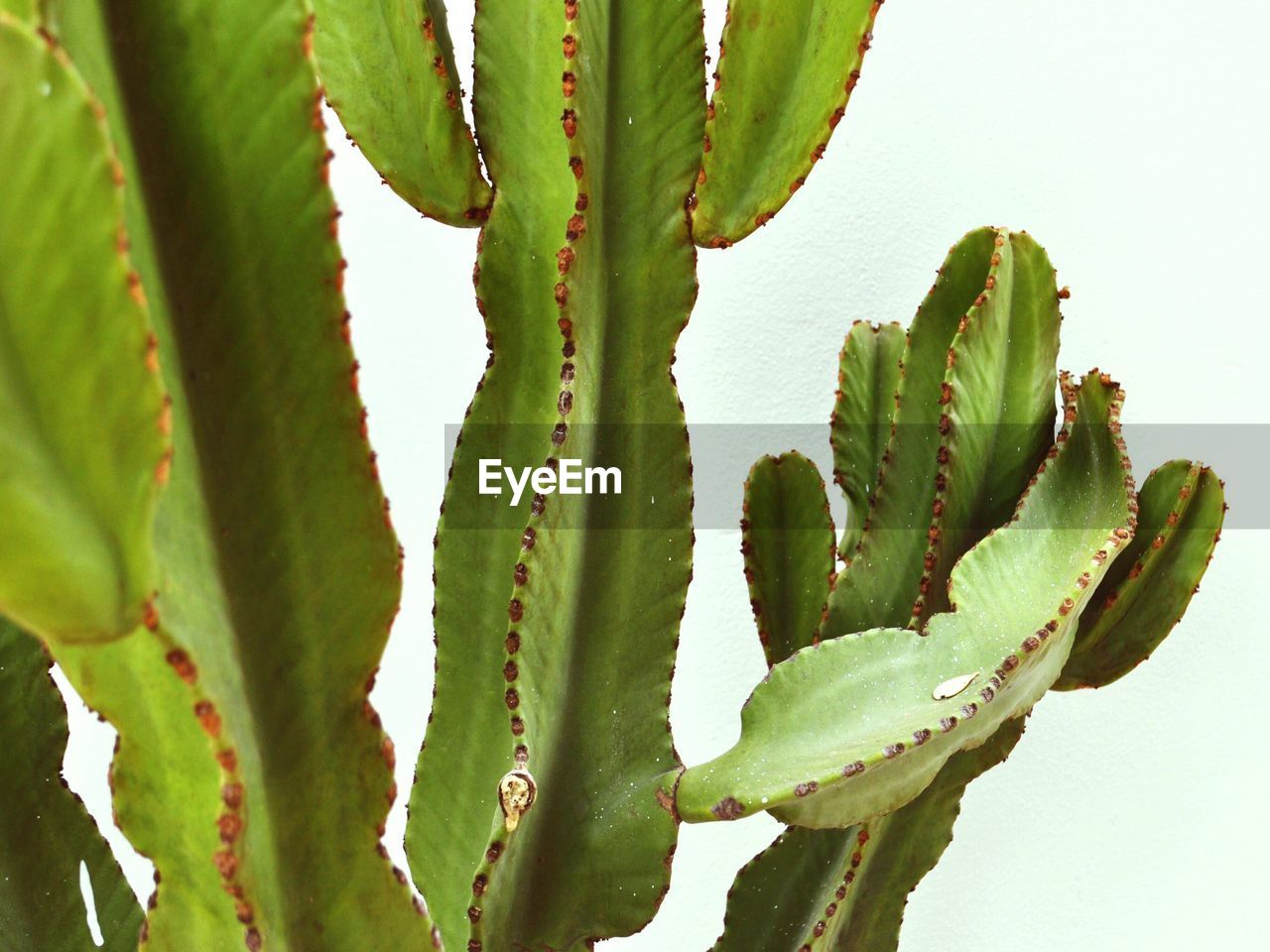 CLOSE-UP OF SUCCULENT PLANTS