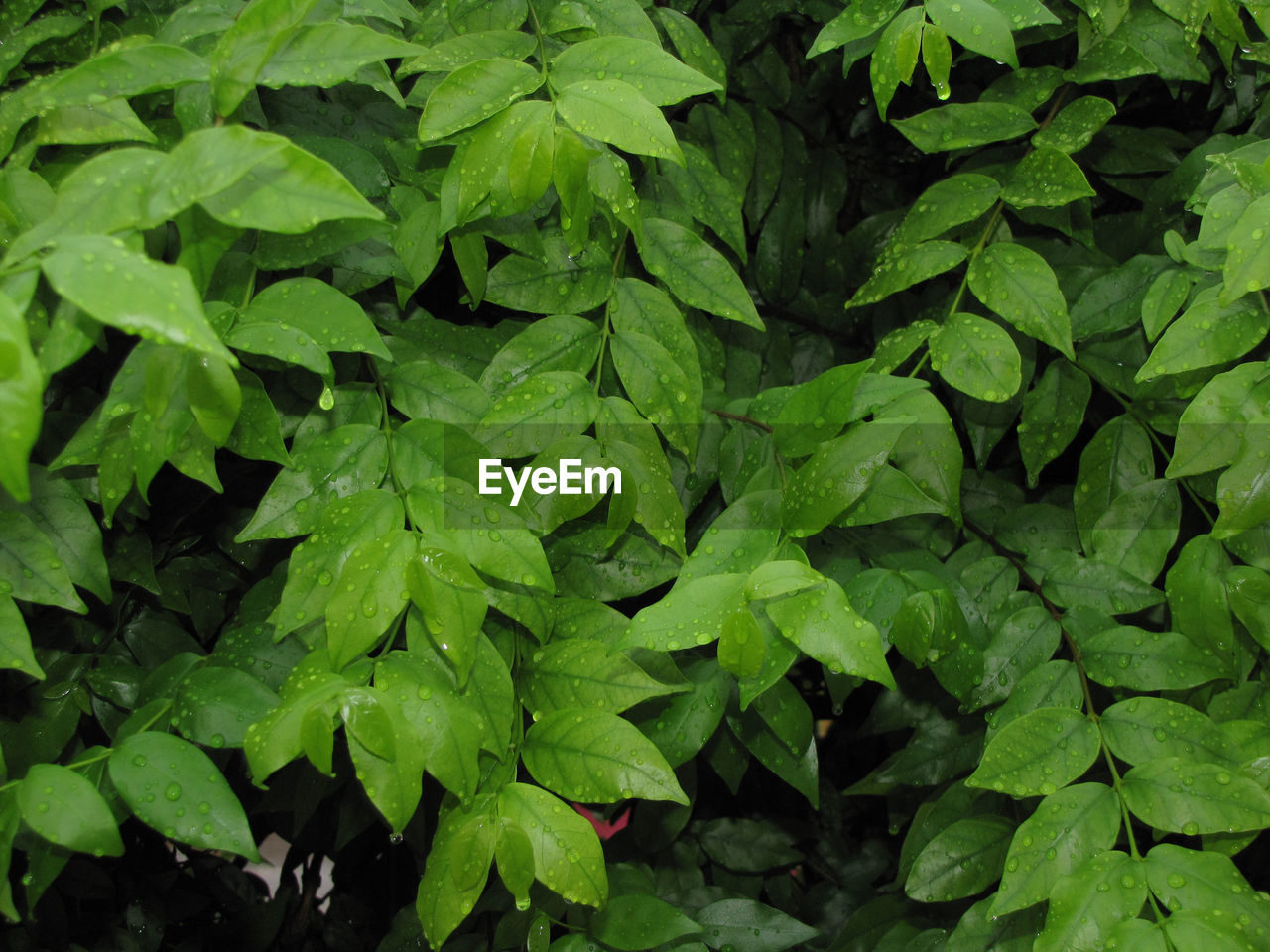 HIGH ANGLE VIEW OF LEAVES