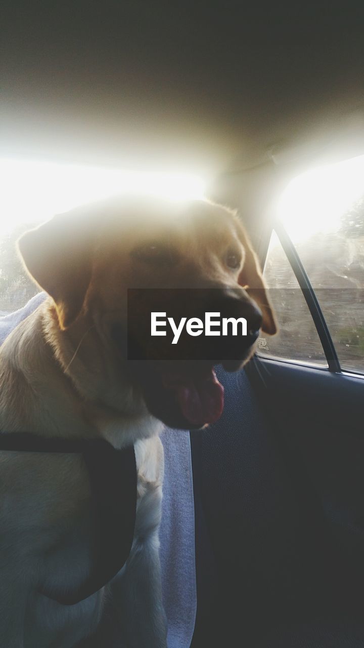 CLOSE-UP OF DOG WITH CAR