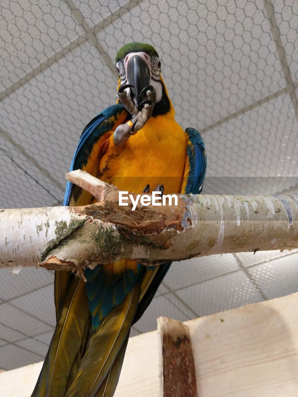 LOW ANGLE VIEW OF BIRD PERCHING ON WOOD