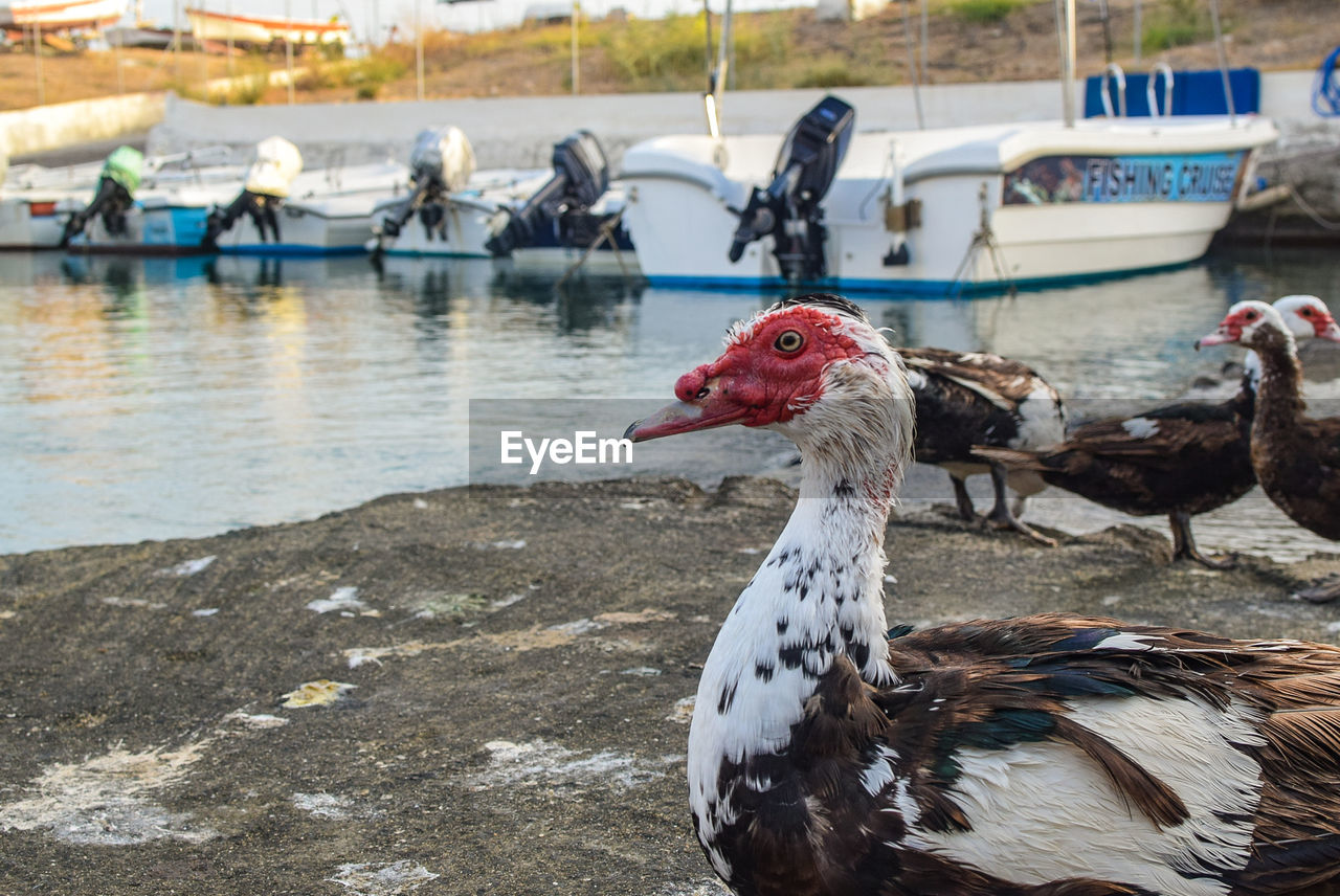 CLOSE-UP OF BIRDS IN A LAKE