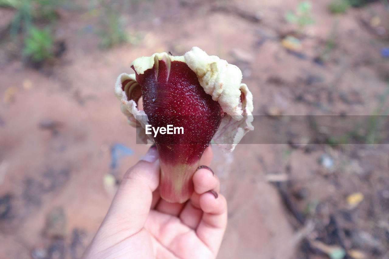 CLOSE-UP OF PERSON HOLDING ICE CREAM