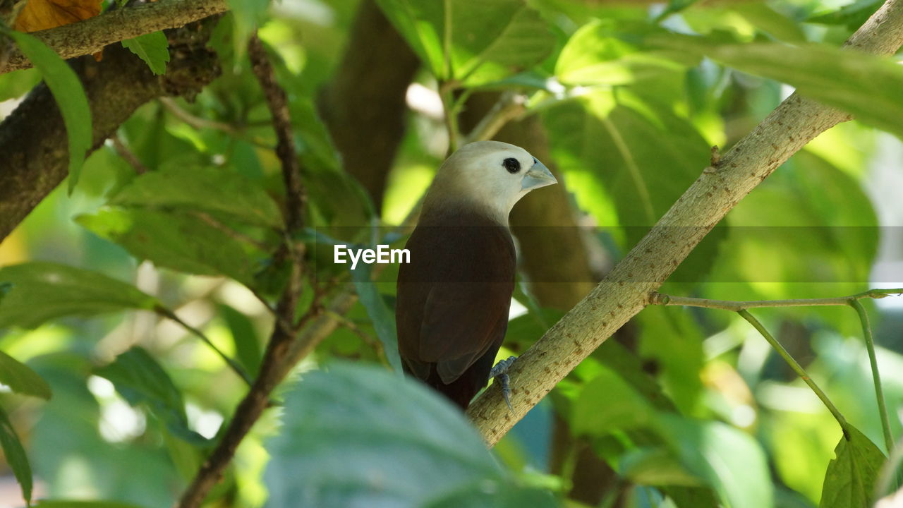 LOW ANGLE VIEW OF BIRD ON TREE