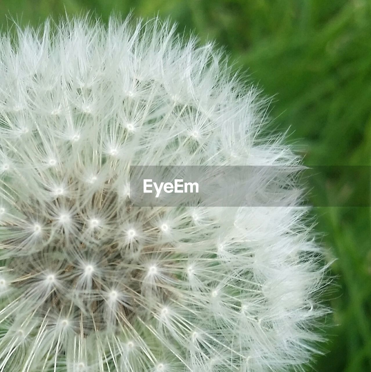 Close-up of dandelion