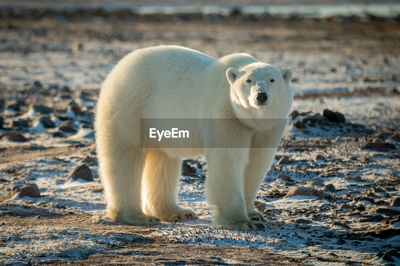 Polar bear stands on rocky tundra turning head