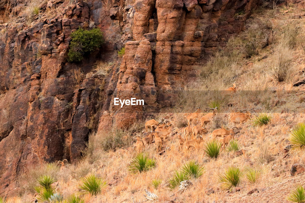 SCENIC VIEW OF ROCK FORMATION ON LAND