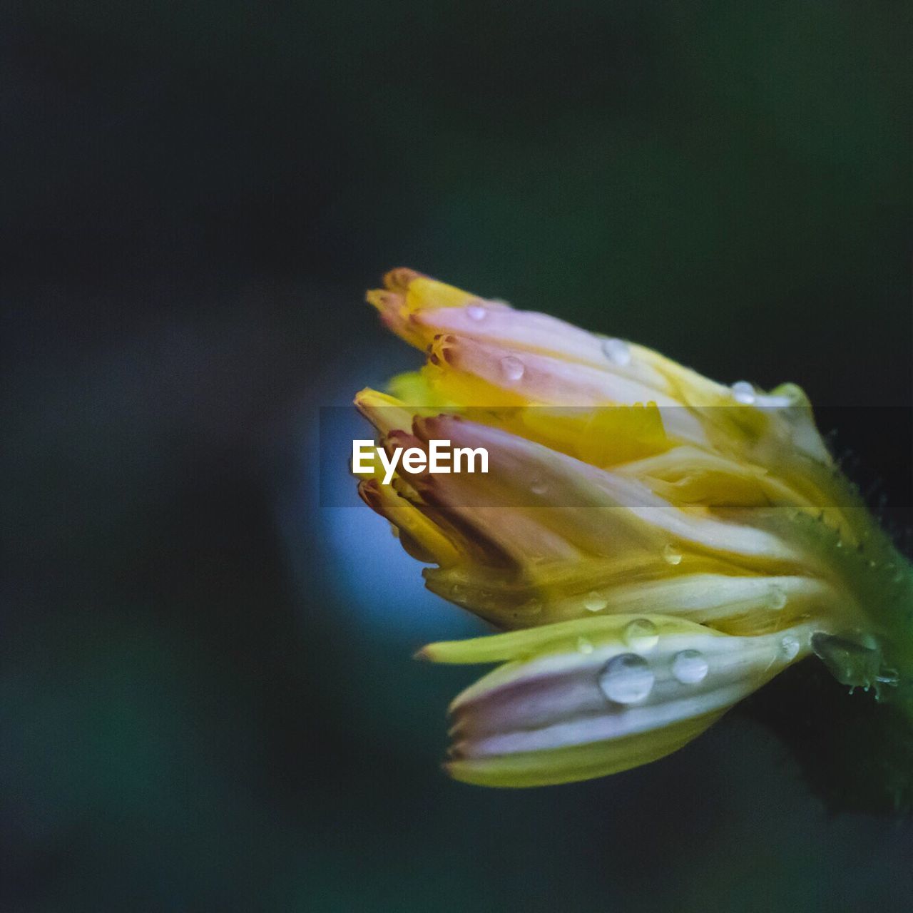 Close-up of yellow flower against blurred background