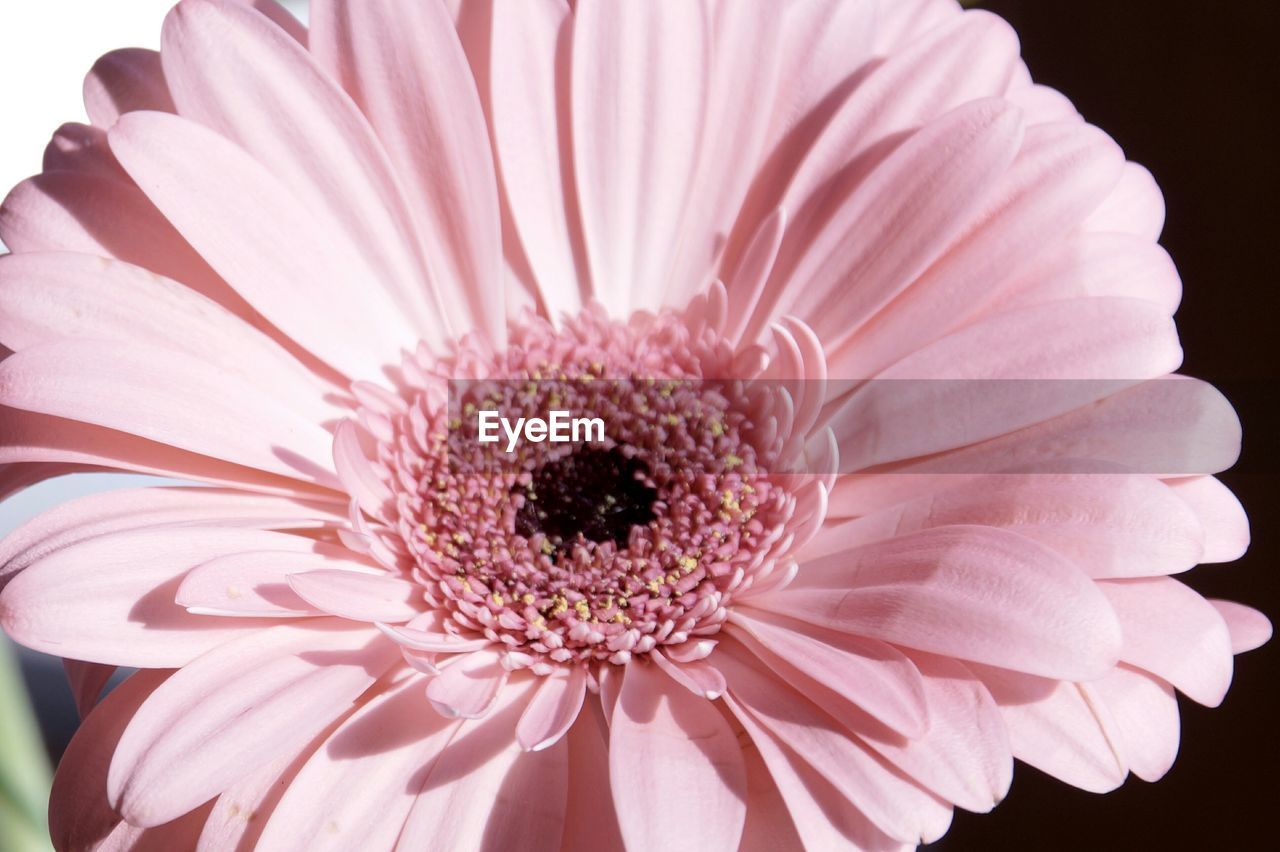 CLOSE-UP OF A FLOWER