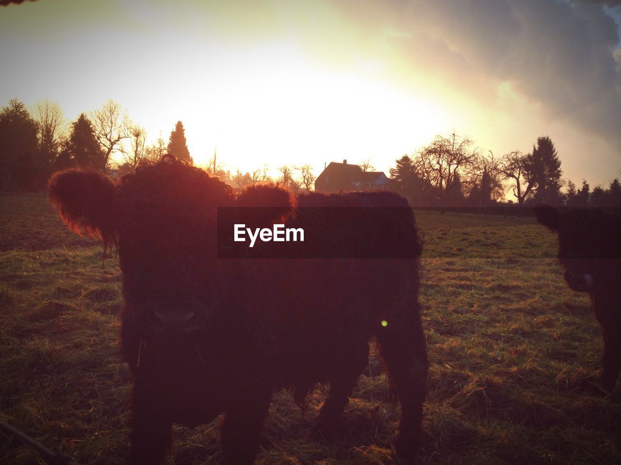 Cows on grassy field against sky at sunset