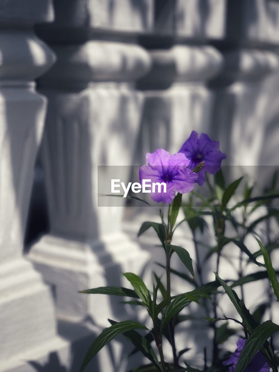 Close-up of purple flowering plant