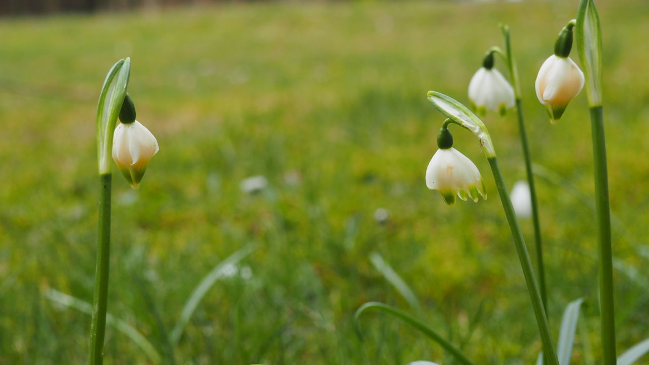 Close-up of flowers growing in field