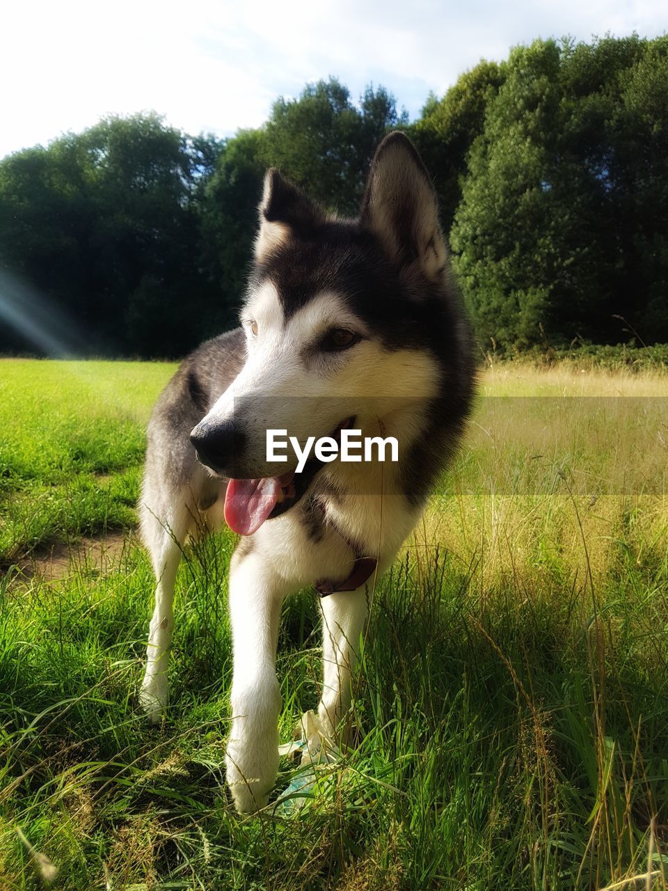 DOG ON FIELD BY TREES