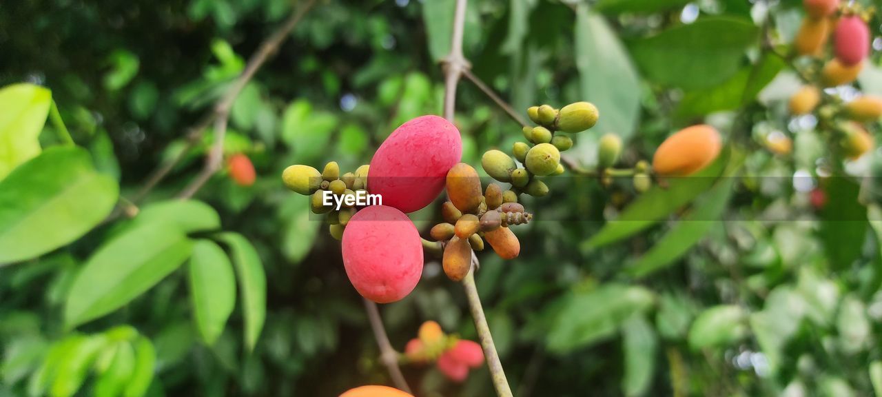 fruit, food, food and drink, healthy eating, plant, growth, freshness, flower, tree, leaf, plant part, nature, agriculture, wellbeing, close-up, produce, hand, focus on foreground, day, ripe, outdoors, green, shrub, evergreen, branch, fruit tree, juicy, crop, beauty in nature, hanging, organic