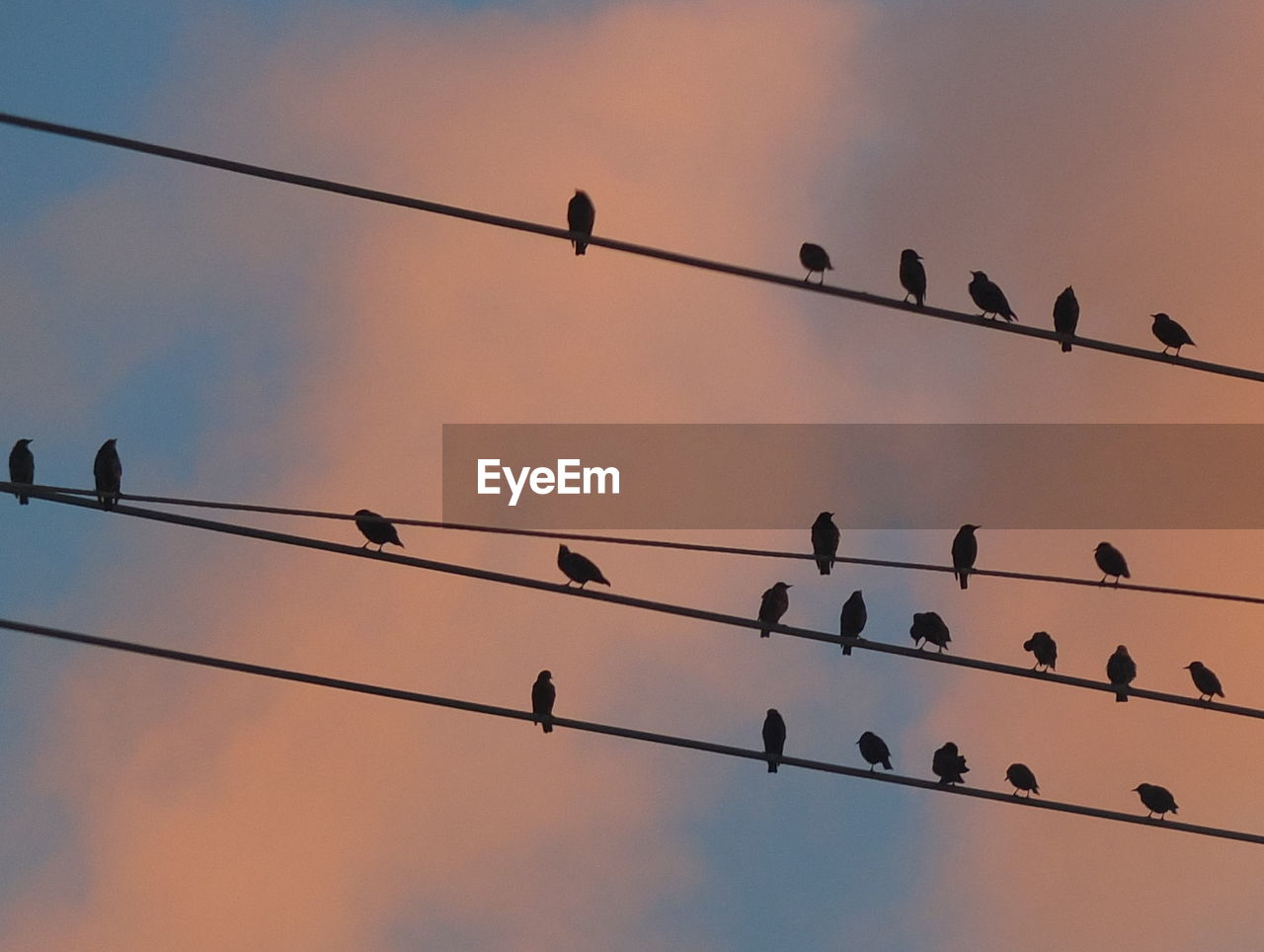 LOW ANGLE VIEW OF BIRDS ON CABLE AGAINST SKY