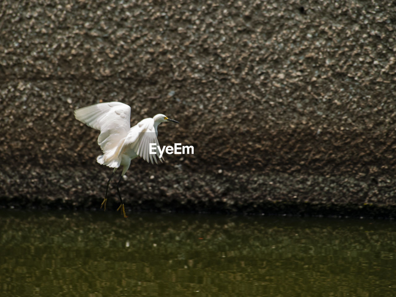 WHITE BIRD FLYING OVER LAKE