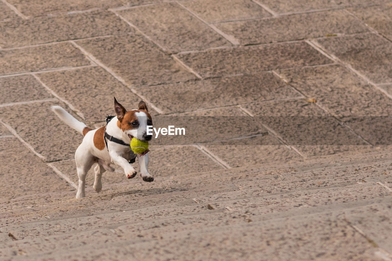 Dog running with ball in mouth