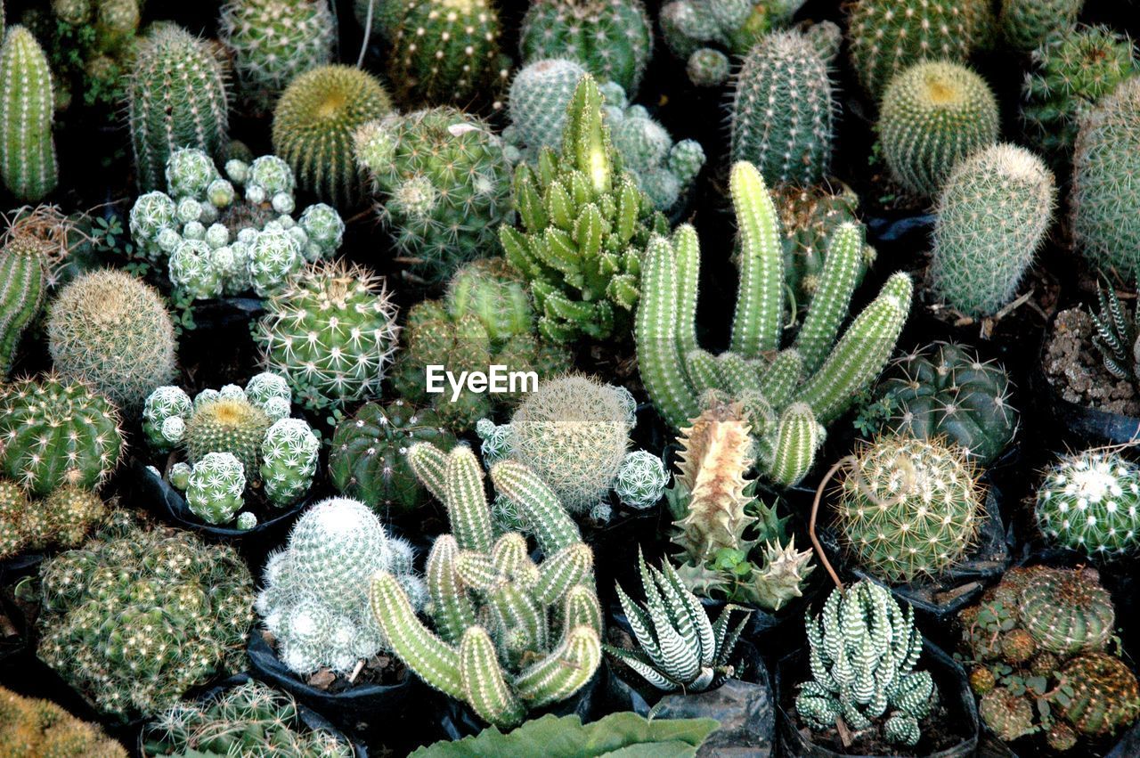 HIGH ANGLE VIEW OF PRICKLY PEAR CACTUS GROWING ON PLANT