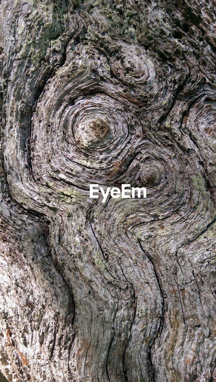 Close-up of tree trunk