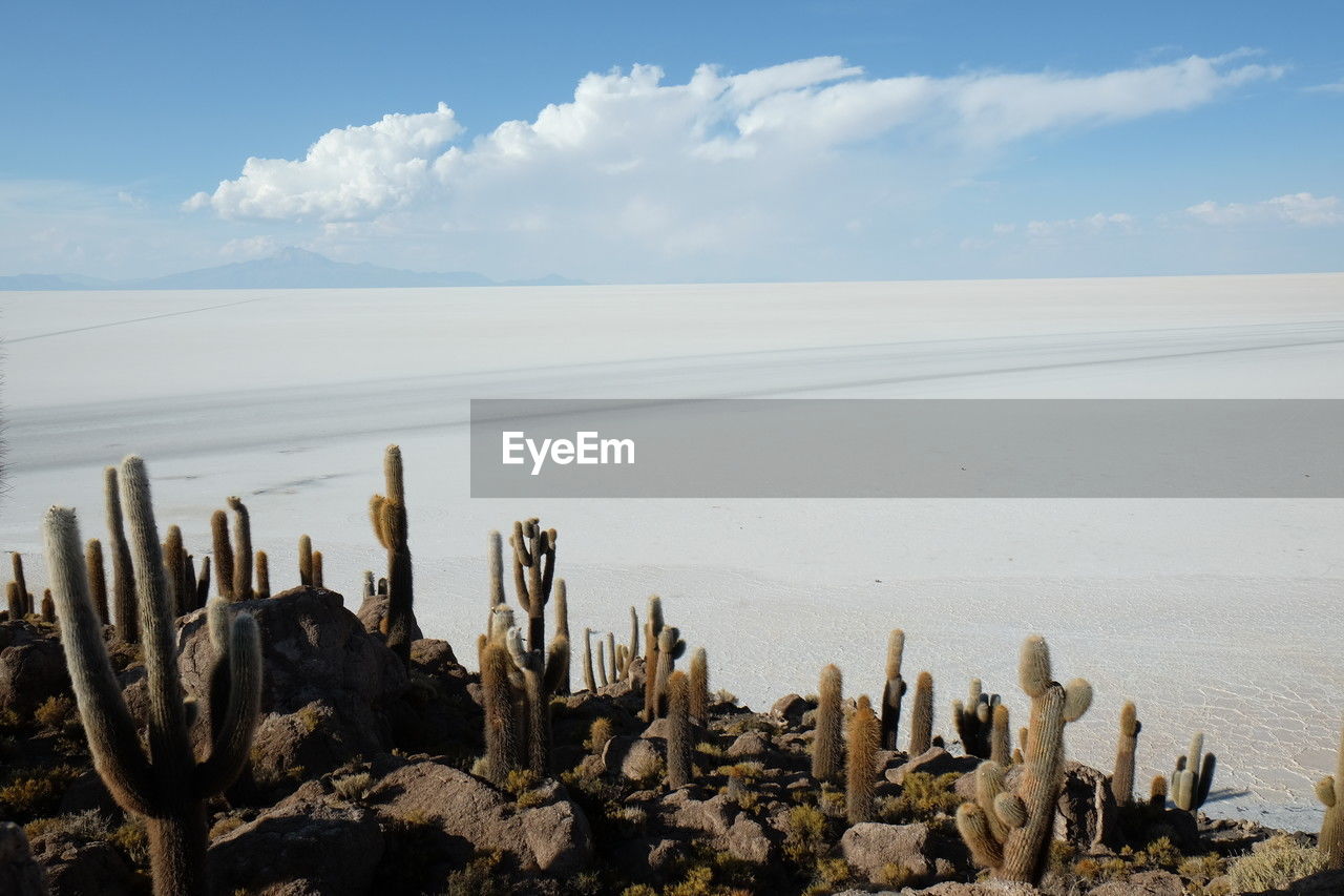 sky, sea, landscape, coast, nature, water, scenics - nature, shore, land, horizon, beauty in nature, cloud, succulent plant, ocean, tranquility, natural environment, sand, tranquil scene, cactus, rock, no people, beach, day, environment, non-urban scene, horizon over water, body of water, desert, outdoors, plant, remote, idyllic