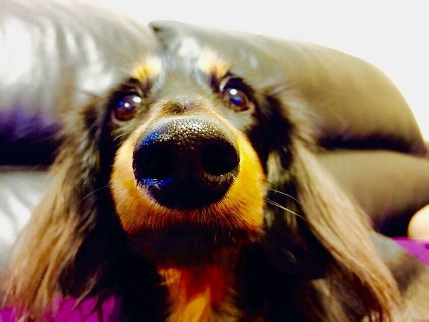 PORTRAIT OF DOG