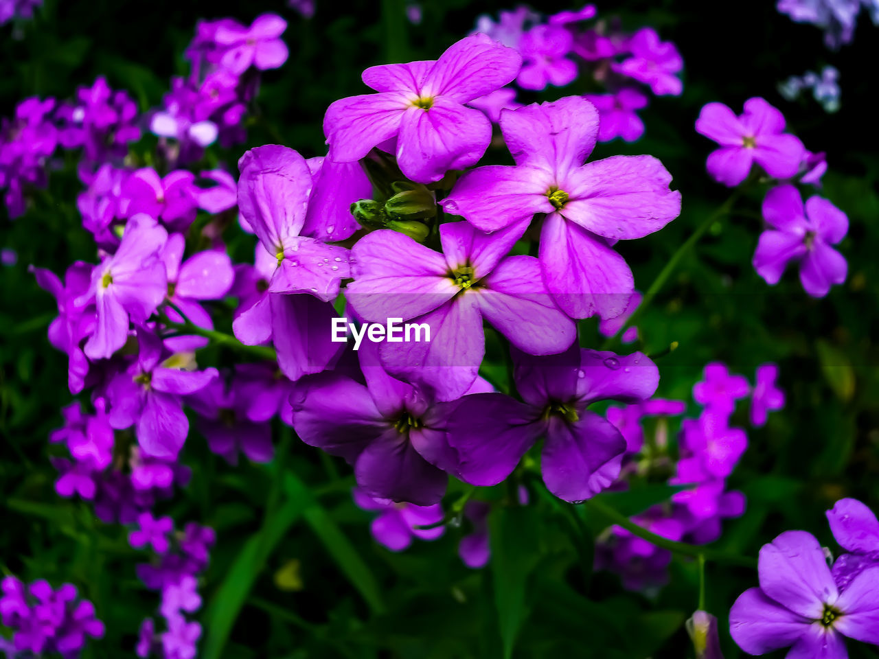 Close-up of pink flowering plants